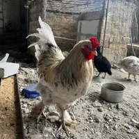خروس برهما|حیوانات مزرعه|تهران, کوی هفدهم شهریور|دیوار