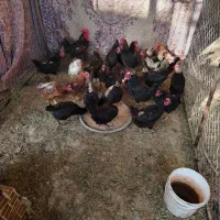 فروش مرغ خانگی