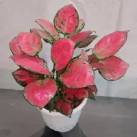 زاموفیلیا بسیار بزرگ و آگلونما زیبا هدیه روز مادر|گل و گیاه طبیعی|اصفهان, جوزدان الیادران|دیوار