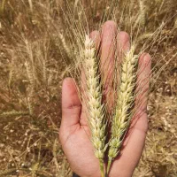 بذر گندم اوکراینی