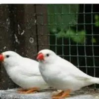 فنچ نر و ماده