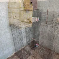 قفس جوجه پران