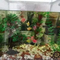 آکواریوم به همراه ماهی