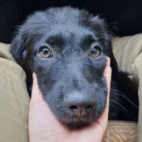 سگ اشپیتز میکس