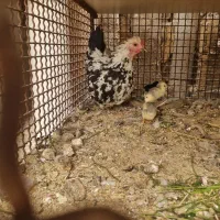 مرغ گلین کپ کرچ با جوجه|حیوانات مزرعه|برخوار, |دیوار