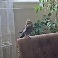 دو عدد عروس هلندی نر