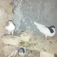 کبوتر فروشی|پرنده|خلیل آباد, |دیوار