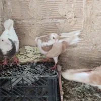 5عدد کفتر هوایی صید