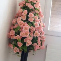 درختچه
