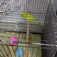 مرغ عشق|پرنده|شوشتر, |دیوار