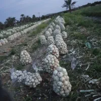 گروه پیاز کنی 12نفره باقیمت مناسب|خدمات باغبانی و درختکاری|جیرفت, |دیوار