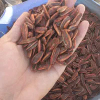 تخمه|عمده‌فروشی|ایلام, |دیوار