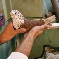 کبوتر نر گرگی پرشی کهنه کفتر امتحان پس داده
