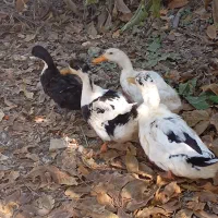 چهار اردک ۹۰۰