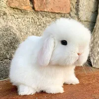 خرگوش تُرکیش (مینی لُپ) تقربیا ۲ ماهه