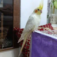 عروس هلندی ماده بالغ