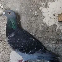 کبوتر مسافتی ودورگ