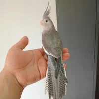 عروس هلندی دون خور فول دستی|پرنده|گنبد کاووس, |دیوار