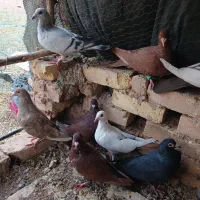 کفتر