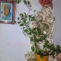 گل قاشقی