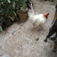 خروسسفیدخروسخونگیدرشتجوان10ماهه|حیوانات مزرعه|قم, هنرستان|دیوار