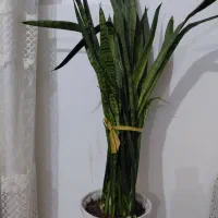 گل و گیاه آپارتمانی|گل و گیاه طبیعی|بندر ماهشهر, |دیوار