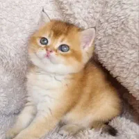 بریتیش واسکاتیش گلد وبلو|گربه|شیراز, معالیآباد|دیوار