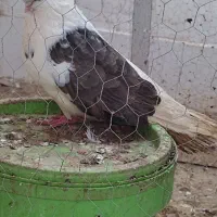 یک ماده دوکت کسی داشت پیام بده