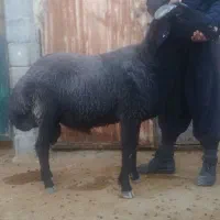 قوچ|حیوانات مزرعه|ایزدخواست, |دیوار