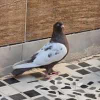 کبوتر|پرنده|مرودشت, ژیان|دیوار