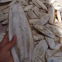 کف دریا