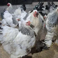 مرغ و خروس برهما لایت اصیل