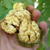 گردو سوپر لوکس