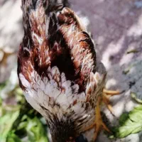 خروس ویاندوت اورنج