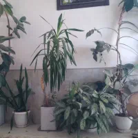 گل گیاه طبیعی