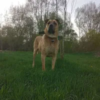 واگذاری سرابی اصیل|سگ|تهران, استاد معین|دیوار