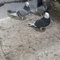 کبوتر|پرنده|زنجان, |دیوار