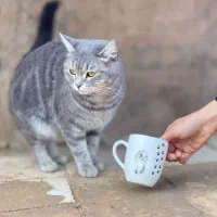 ساخت ظروف سرامیکی دستساز