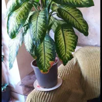 گل اپارتمانی دیفین باخیا