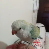 پرنده راهب نر