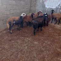 بره ماده شیشک