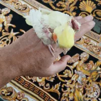 عروس هلندی|پرنده|قم, ولیعصر|دیوار