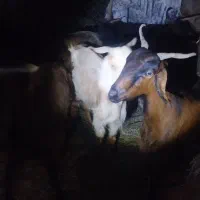 بز پاکستانی