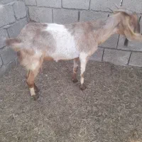 بز مناسب برای کشتن و داشت ۱۱میلیون