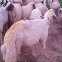 قوچ|حیوانات مزرعه|قصرشیرین, |دیوار