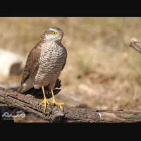 پرنده ش ک ا ر ی  ِاستونُم