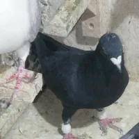 کبوتر دورگ پلاکی|پرنده|شیراز, کاراندیش|دیوار