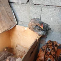 جوجه پلیموت دوماهه