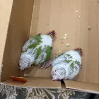 جوجه گرینچیک طوطی گرینچیک|پرنده|ری, منصوریه منگل|دیوار