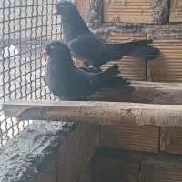 دو عدد سیاه نر